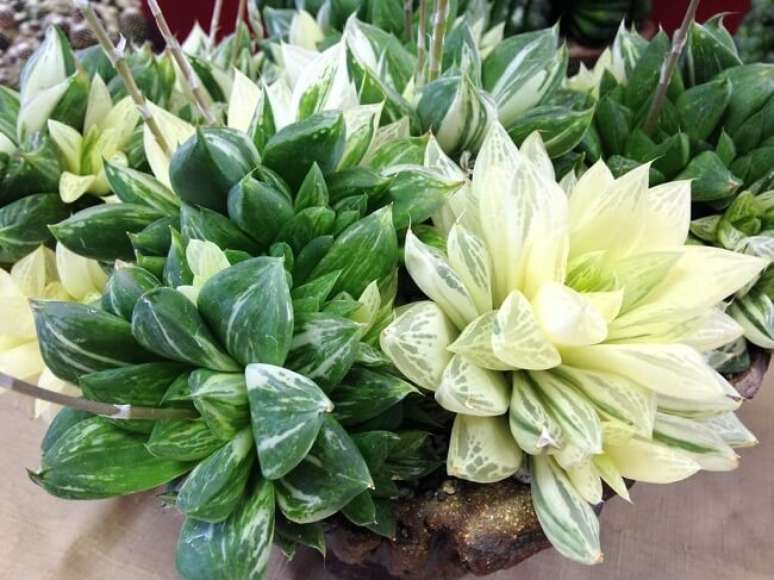 3. Suculentas raras: Haworthia Cuspidata Variegata. Fonte: Flickr