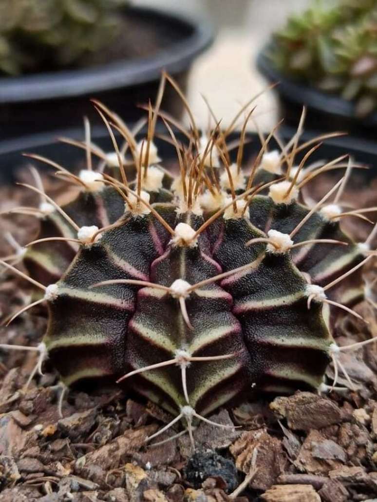 Cactus E Suculentas, Cactus, Suculenta Planta png transparente grátis