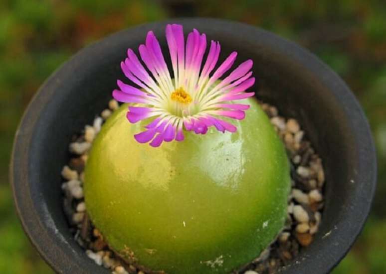 2. Suculentas raras nomes: a Conophytum Burgeri produz uma flor roxa. Fonte: Arbico Organics