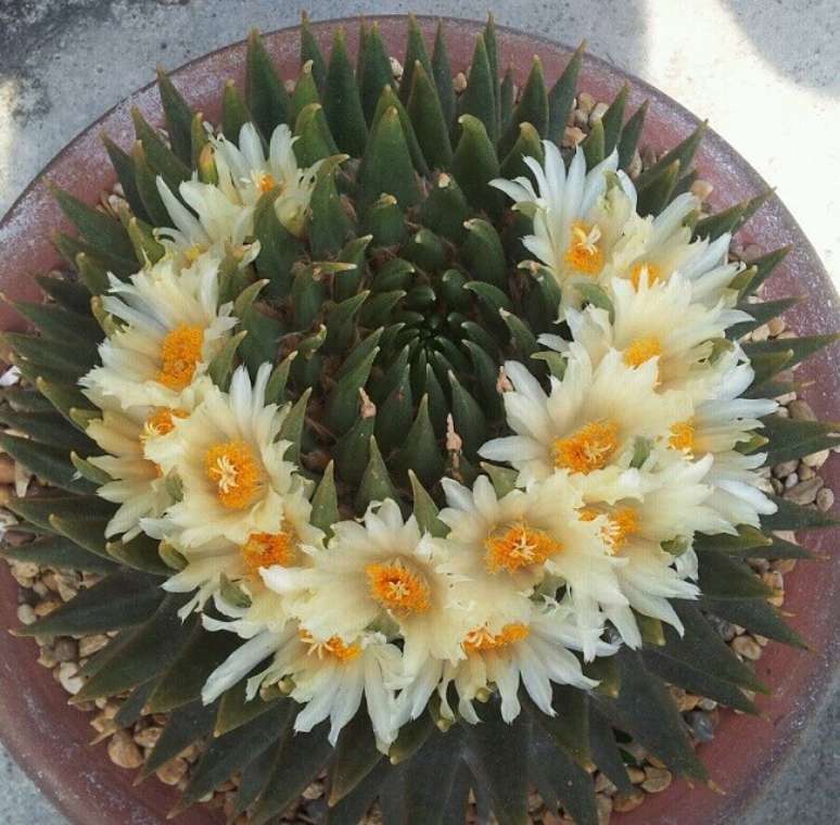 15. Fotos de suculentas raras coloridas: Ariocarpus Trigonus. Fonte: Cantinho dos Cactos