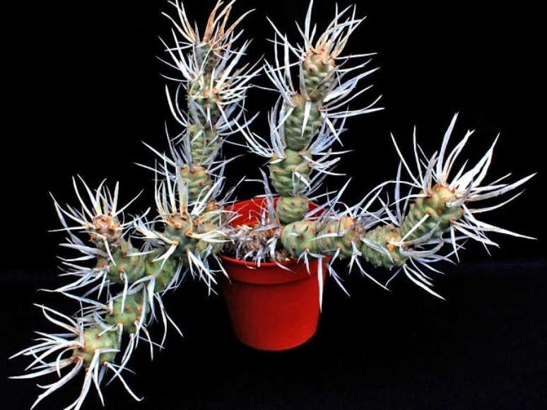 13. Cactos e suculentas raras: Tephrocactus Articulatus. Fonte: World of Succulents
