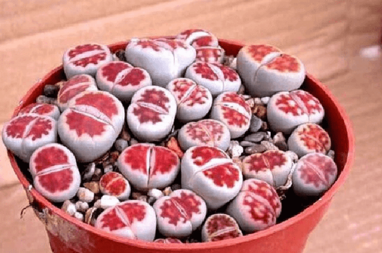 1. Suculentas raras coloridas: Lithops Karasmontana Top Red. Fonte: Lithops Rayel