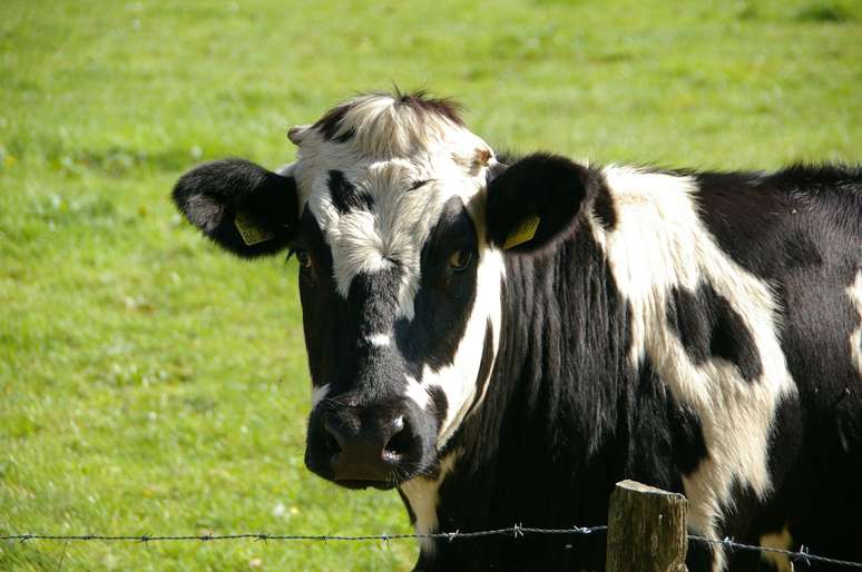 Brasil investiga casos suspeitos de mal da vaca louca