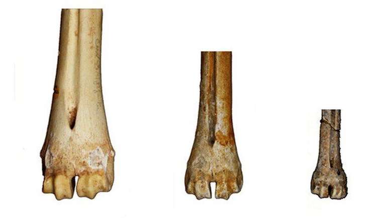 Os ossos de veado-vermelho na coleção do Museu de História Nacional do Reino Unido mostram variabilidade nos tamanhos dos corpos ao longo dos milênios