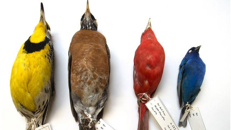 Uma análise de pássaros mortos coletados em Chicago ao longo de quase 40 anos mostrou que o tamanho total de várias espécies diminuiu com o aumento das temperaturas
