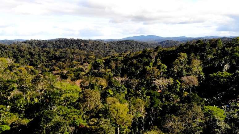 Hoje reflorestada, fazenda de Ernst G&ouml;tsch abriga uma reserva ambiental privada.