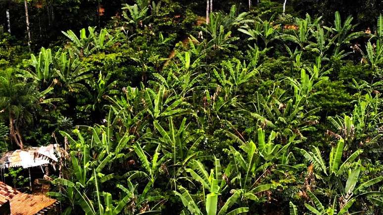 Bananeiras em meio a agrofloresta jovem na propriedade de G&ouml;tsch