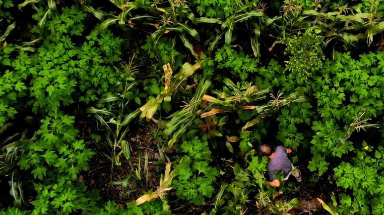 Ernst G&ouml;tsch poda &aacute;rvores em sua agrofloresta em Pira&iacute; do Norte (BA).
