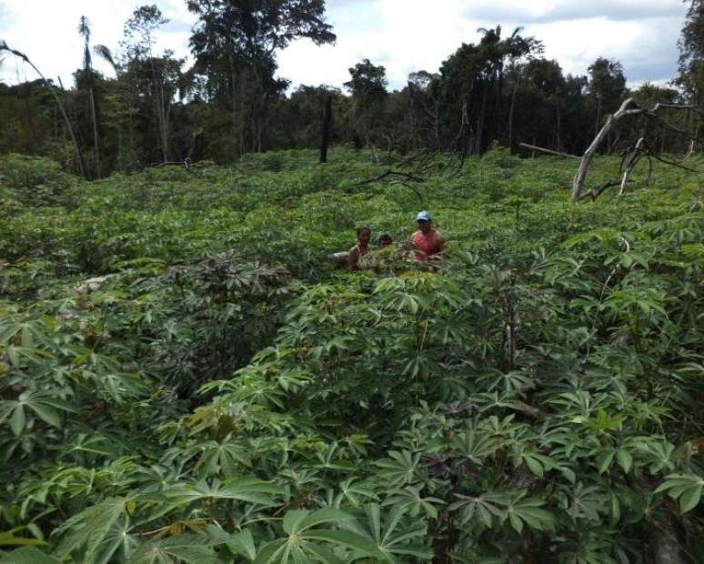 Ro&ccedil;a de mandioca cultivada por fam&iacute;lia ind&iacute;gena em Santa Isabel do Rio Negro, no Amazonas.