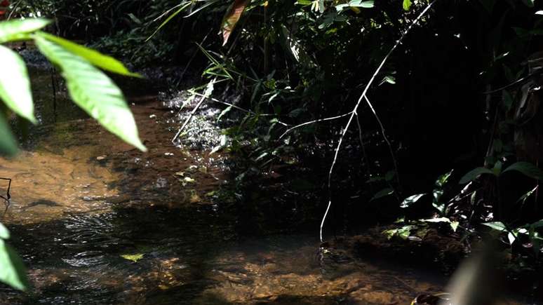 Riacho que voltou a correr ap&oacute;s reflorestamento da fazenda de Ernst G&ouml;tsch.