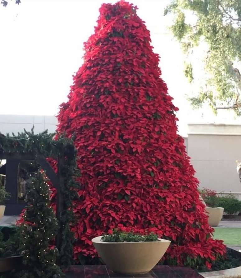 46. Flor de natal para &aacute;rvore vermelha e grande no jardim de casa &ndash; Foto Rhonda Seeley