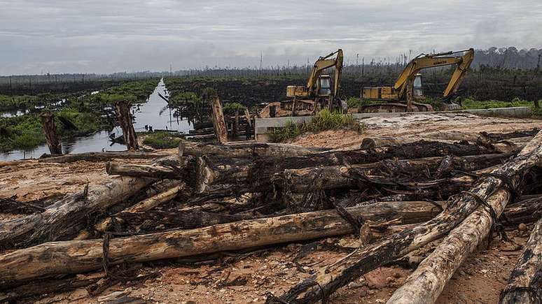 A Indonésia, na Ásia, e a região do Congo, na África, são outras áreas que apresentam as maiores taxas de desmatamento do planeta