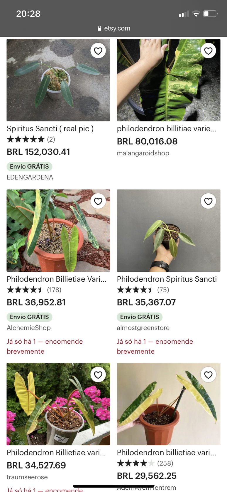 Esp&eacute;cies da fam&iacute;lia Araceae &agrave; venda em site popular entre colecionadores de plantas no exterior