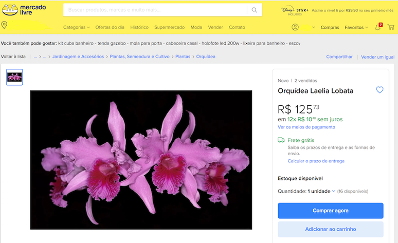 An&uacute;ncio no Mercado Livre exibe Laelia lobata, orqu&iacute;dea brasileira que est&aacute; na lista das plantas amea&ccedil;adas de extin&ccedil;&atilde;o