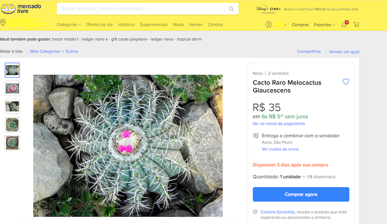 Cacto Melocactus glaucescens est&aacute; amea&ccedil;ado de extin&ccedil;&atilde;o e tem s&oacute; cerca de 250 indiv&iacute;duos adultos na natureza
