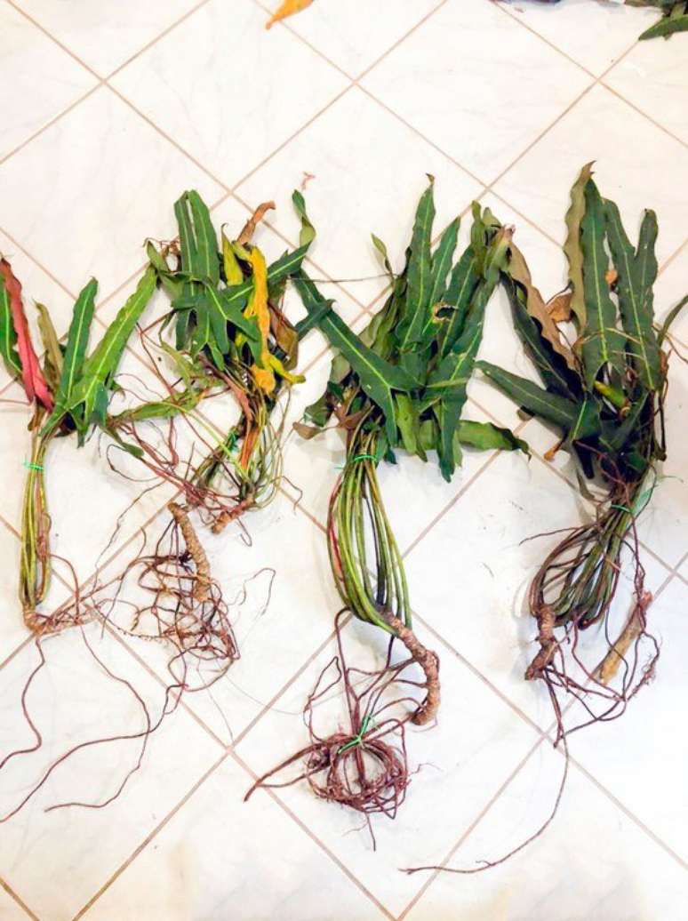 Mudas de Philodendron spiritus sancti apreendidas pela Pol&iacute;cia Federal em aeroporto no Acre