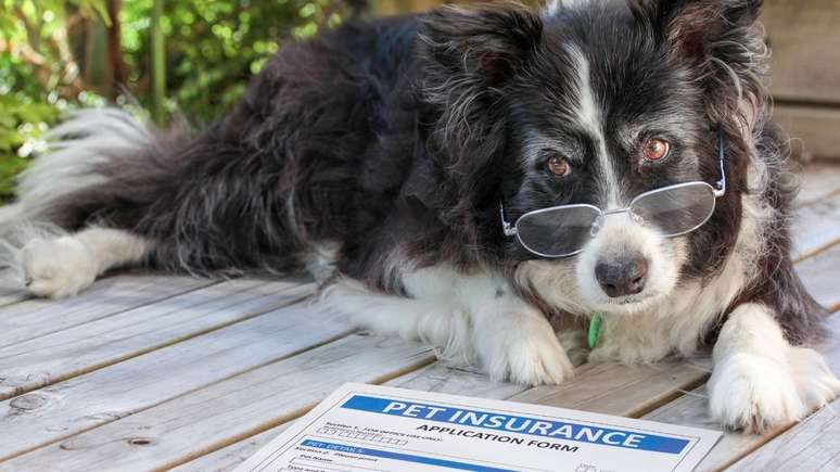 Saiba como emitir o documento para o seu pet