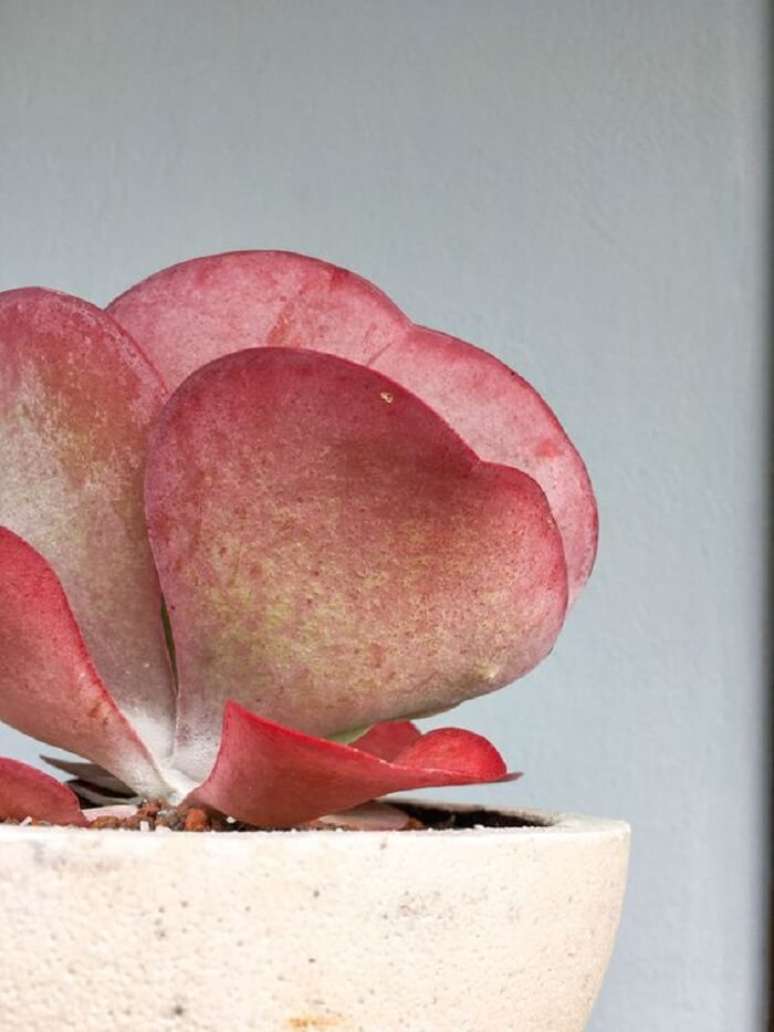 2. A planta orelha de elefante suculenta sempre est&aacute; colorida quando bem cuidada. Fonte: Aline Soares