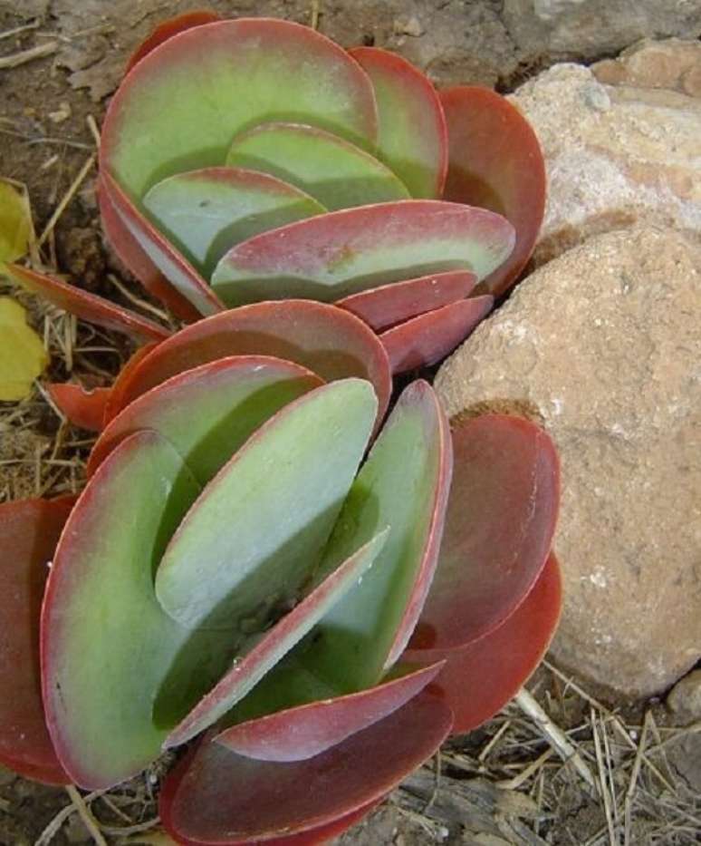 7. A suculenta orelha de elefante &eacute; uma planta que pode atingir at&eacute; 60 cm de altura. Fonte: The Succulent Eclectic