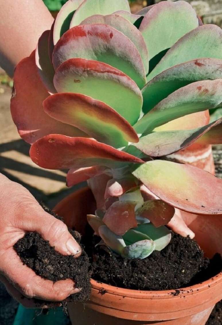 6. Aprenda como cuidar de suculenta orelha de elefante. Fonte: D&eacute;tente Jardin