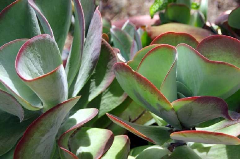 9. A suculenta orelha de elefante é uma planta com folhas grandes, planas, arredondadas e carnudas. Fonte: Flores e Folhagens