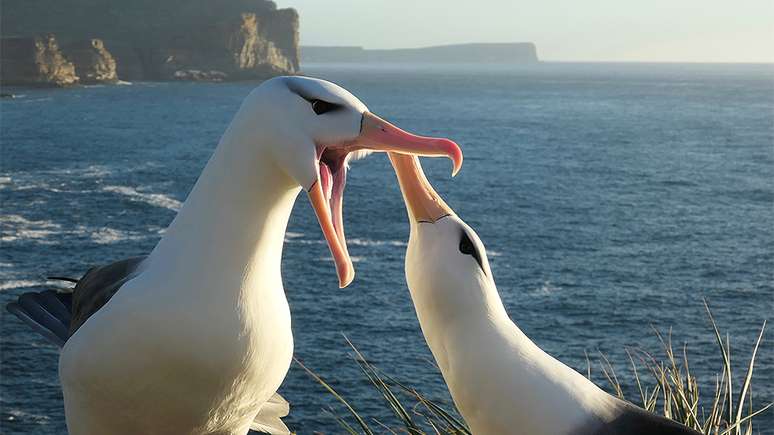 Os albatrozes são criaturas muito fiéis, mas o aquecimento das águas está colocando esta união à prova
