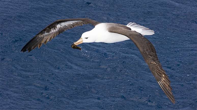 Águas mais quentes fazem com que albatrozes tenham que voar mais longe para caçar