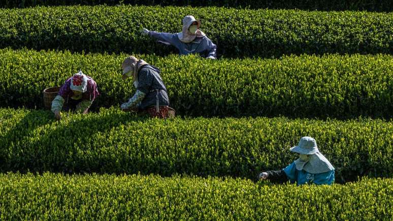 China, Japão e Vietnã mantêm enormes cultivos da planta do chá verde