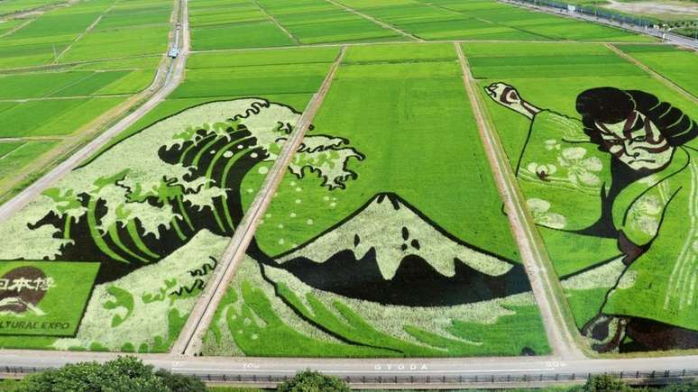 ... reproduzida com diferentes tipos de plantas de arroz nas plantações de Goyda, no Japão ...