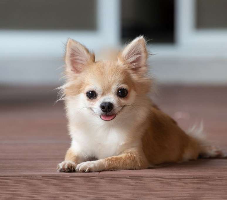 Esse cãozinho mexicano pode ser um pouco nervosinho, viu? 