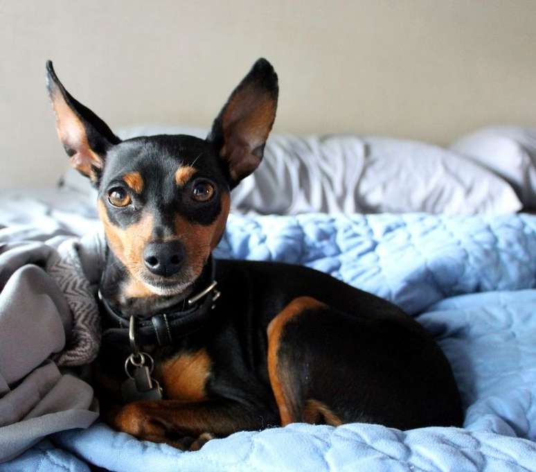 Existe cachorro mais famoso que o Pinscher?