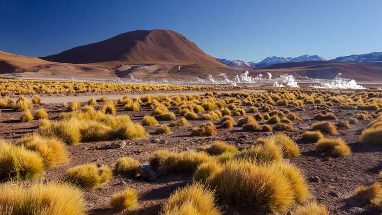 Uma equipe de pesquisadores acredita ter encontrado a chave para a incrível resistência e adaptabilidade das plantas que sobrevivem às condições extremas do Atacama