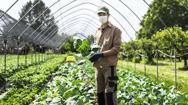 O estudo pode ser útil para garantir a segurança alimentar em várias partes do mundo