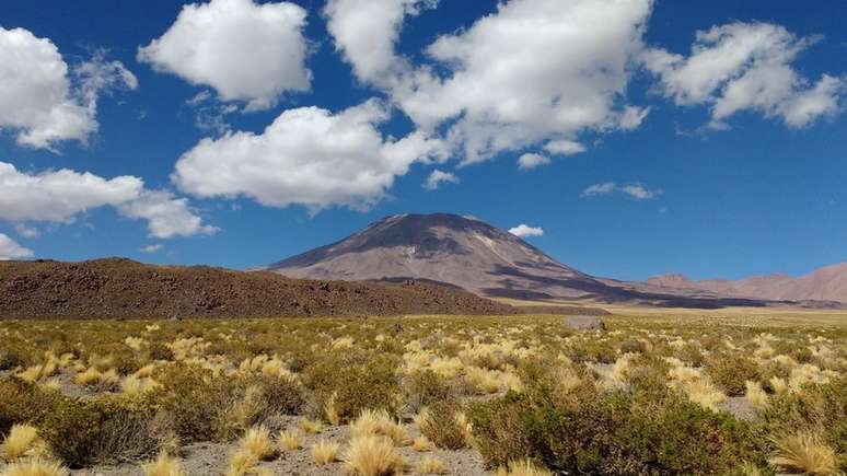 Algumas plantas do Atacama estão intimamente relacionadas a tipos de culturas essenciais, como grãos, legumes e batatas