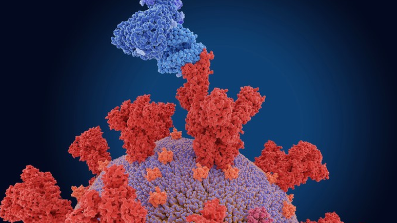 A espícula (estrutura vermelha) se conecta com receptores da célula (estrutura azul) para dar início à infecção