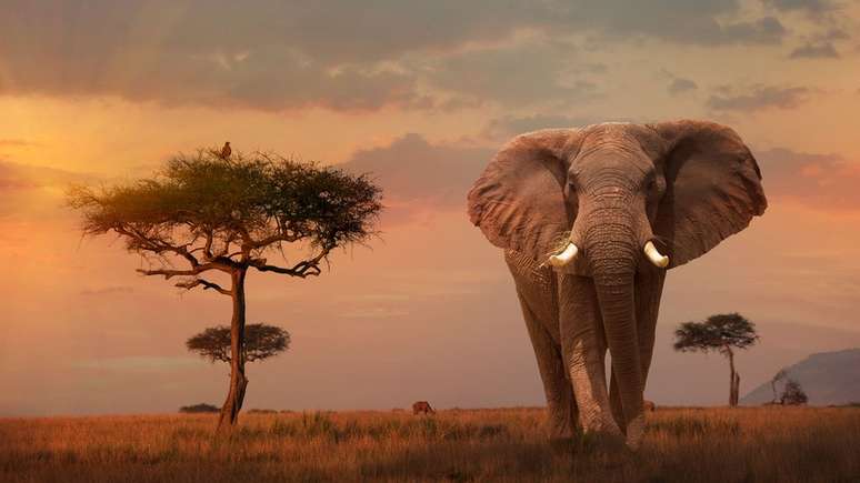 Sat&eacute;lite WildtrackCube-Simba monitorar&aacute; aves e mam&iacute;feros do Parque Nacional do Qu&ecirc;nia