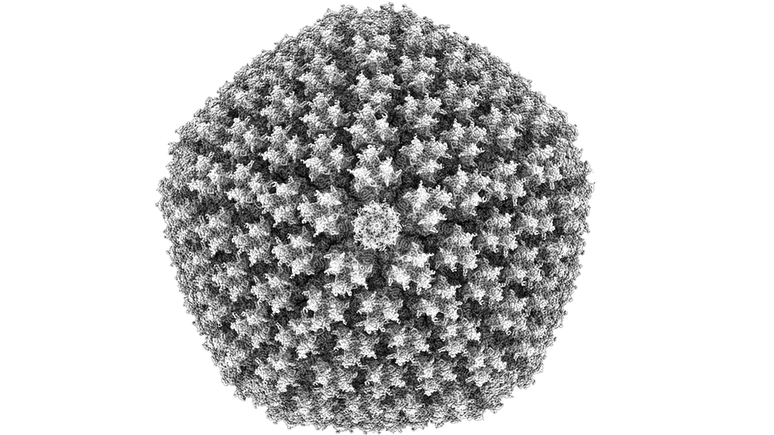 Imagem incrivelmente detalhada do adenovírus, que tem menos de 100 nanômetros de diâmetro