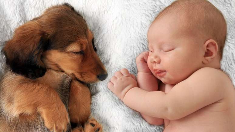 Com dicas estratégicas, cachorro e bebê podem ter uma relação de companheirismo e sem ciúme
