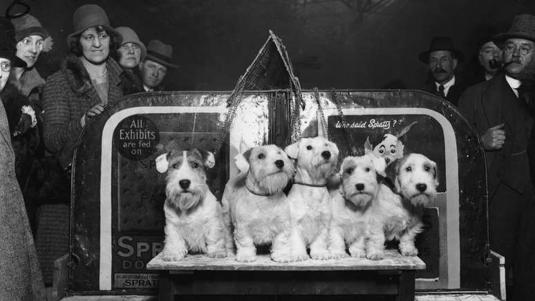 Os Sealyham terriers eram originalmente criados para caçar lontras, furões e doninhas, mas hoje sua população está diminuindo