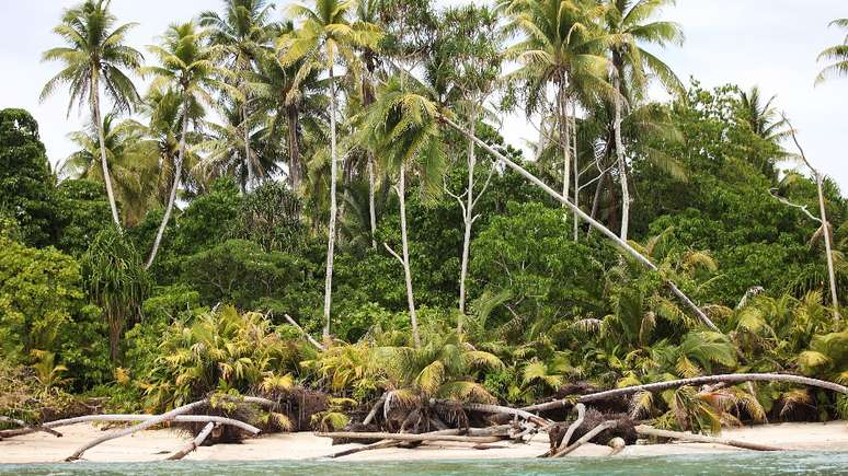 O oceano tem avançado e algumas árvores não têm mais um lugar para fincar as raízes