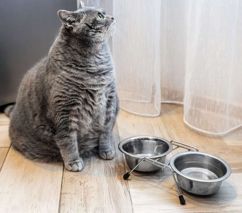Não dar livre acesso às comidas é uma das estratégias para manter o peso do gatinho 
