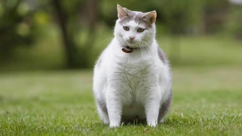 Cuidar da alimentação do gato é fundamental para mantê-lo saudável e no peso ideal