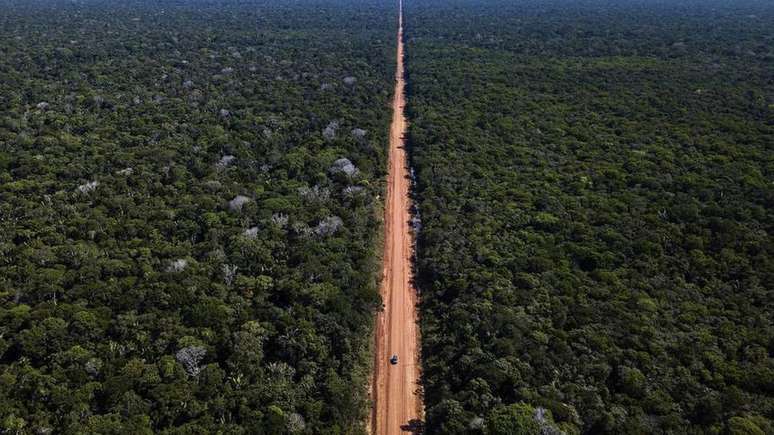 Estudos demonstram os efeitos prejudiciais da construção de rodovias para os ecossistemas cortados por elas