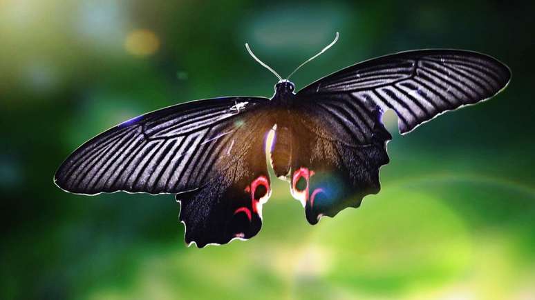 Efeito borboleta inspirou diversas obras culturais de grande sucesso