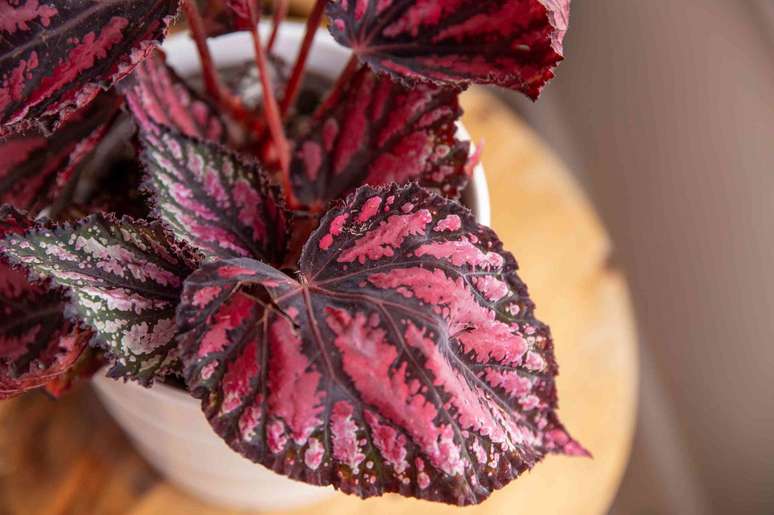 11. Beg&ocirc;nia rex no vaso branco &ndash; Foto The Spruce