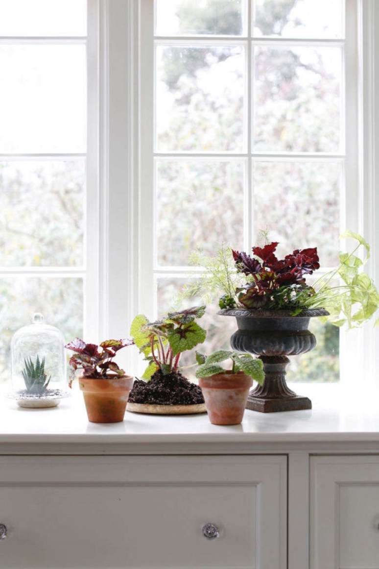 20. Janela com aparador decorado com vasos de beg&ocirc;nia rex &ndash; Foto Gardenista