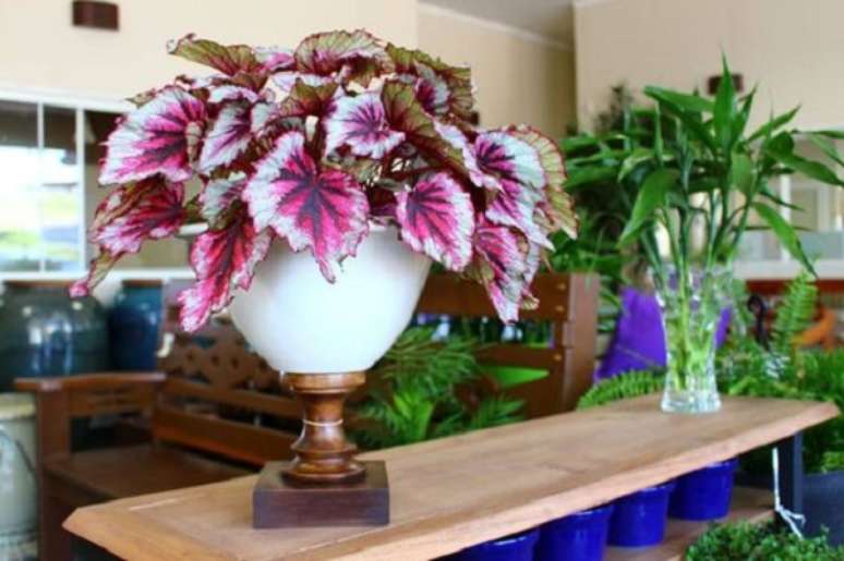 Begônia Rex: Como Cuidar, +42 Vasos Fascinantes Para Decorar Sua Casa