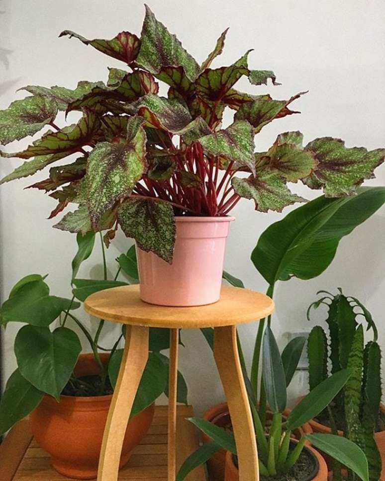 8. Beg&ocirc;nia rex na decora&ccedil;&atilde;o da sala de estar &ndash; Foto Camila ou Cecilia