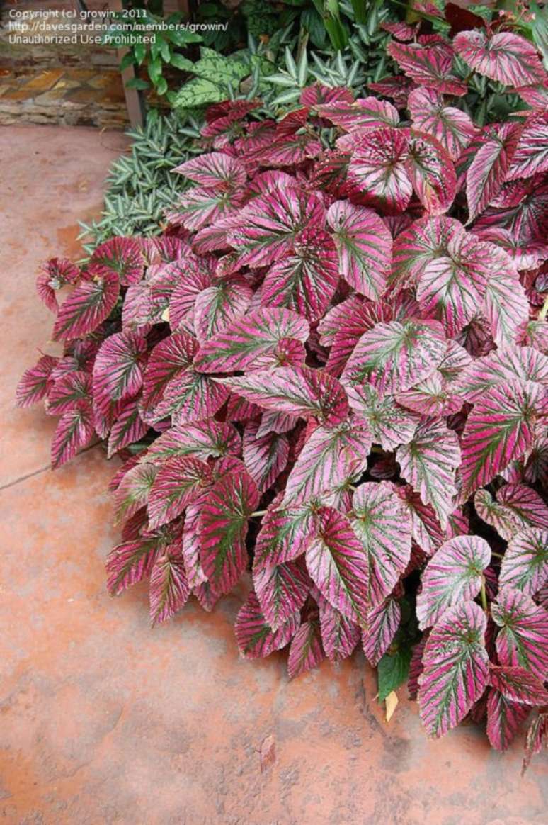 23. Jardim de beg&ocirc;nias cor de rosa e verde &ndash; Foto Daves Garden