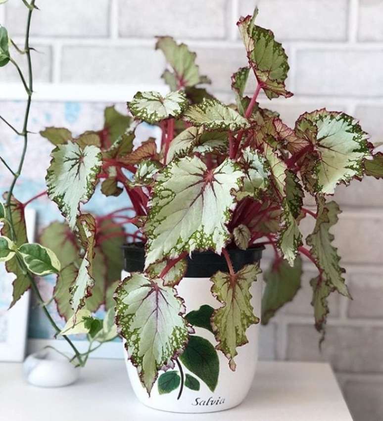 33. Vaso com planta begônia rex na decoração de casa – Foto Sara e Thiago